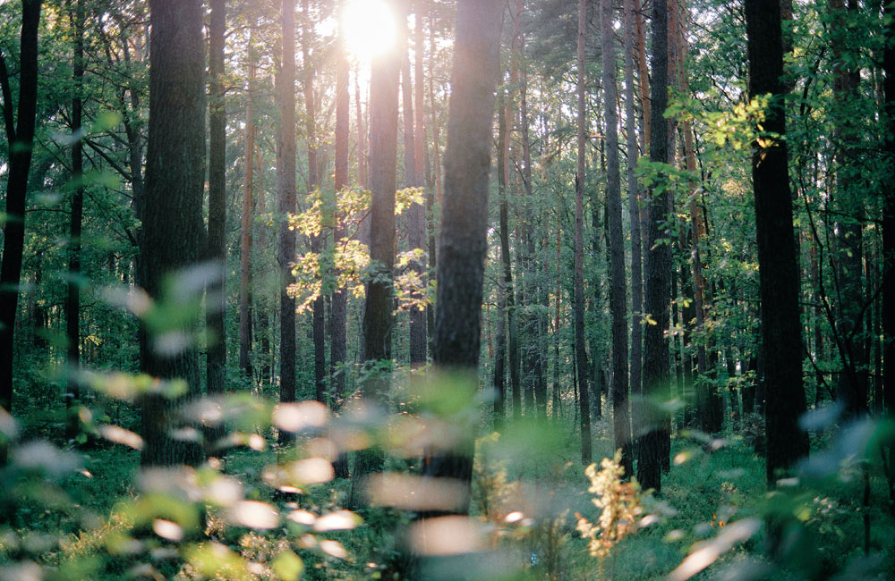 Village Model DBT Therapy