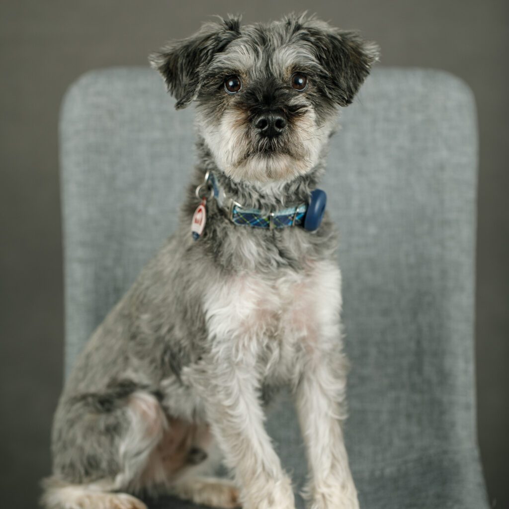 Josiah JO Webb Therapy Dog In Training